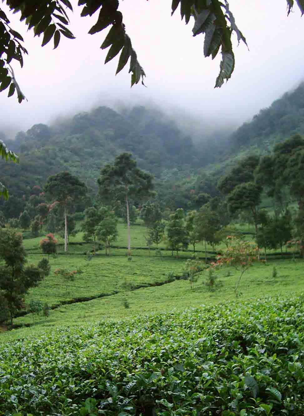Perkebunan Teh Gunung Mas di Puncak - 1001malam.com