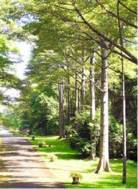 Kebun Raya Purwodadi