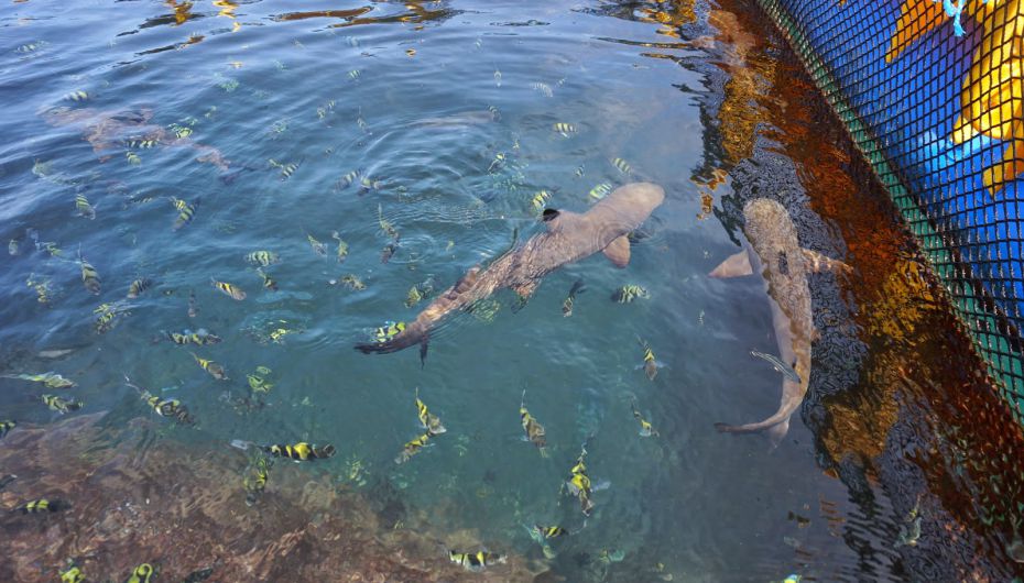 4D3N JELAJAH BANYUWANGI TOUR PACKAGES - 1001malam.com