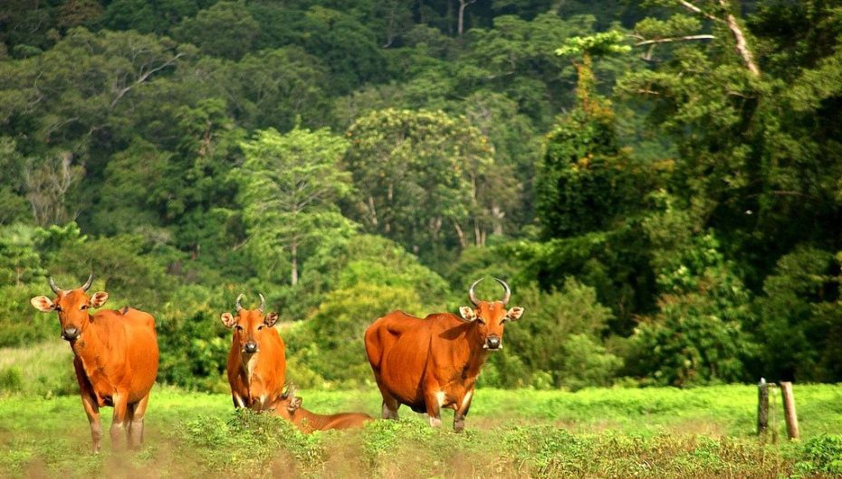 wisata tawangmangu