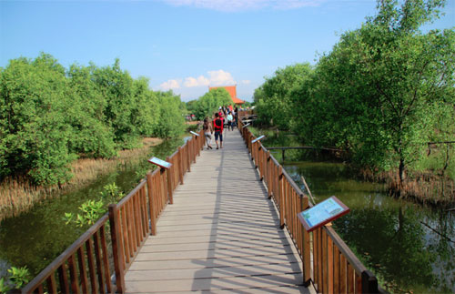  Hutan Mangrove Wonorejo Surabaya 1001malam com